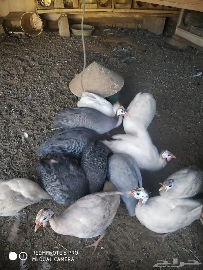 دجاج حبشي العدد غير معروف 0