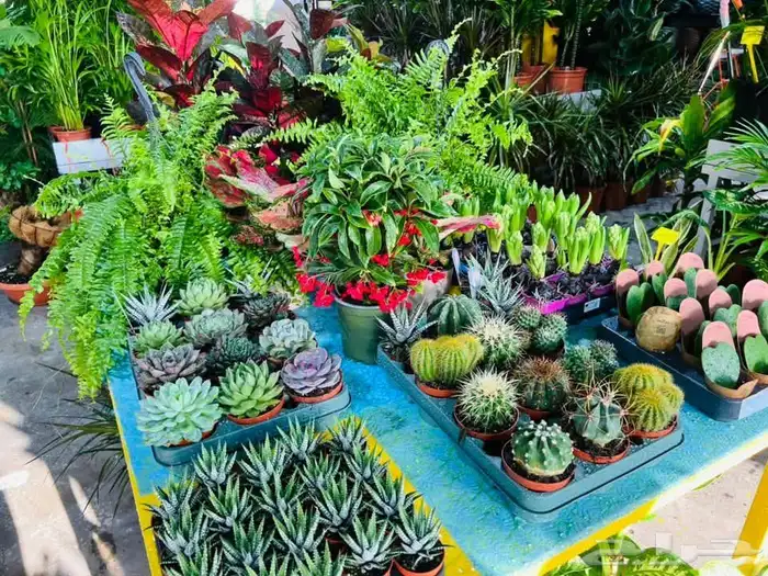 حدائق الصنوبر 6