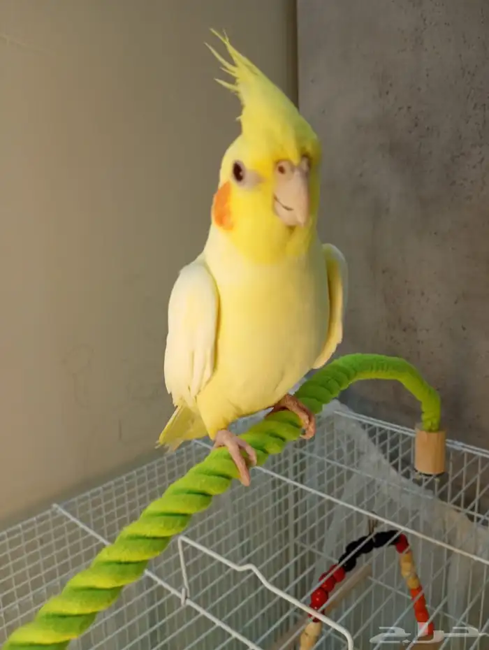 كروان لاتينو 1