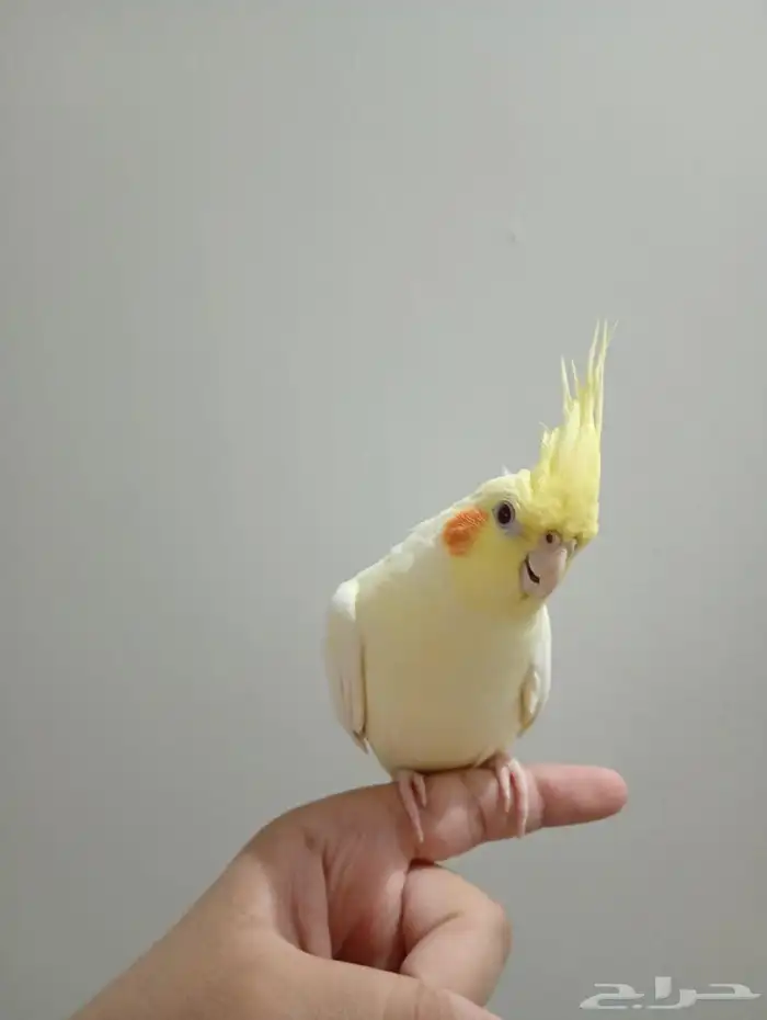 كروان لاتينو 2