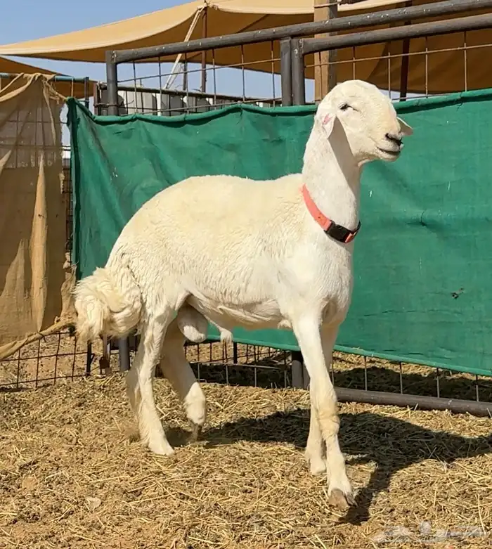 فحل حري صنف ( مشروط ) 2