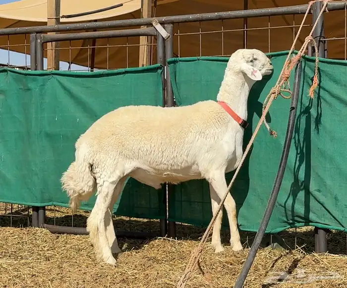 فحل حري صنف ( مشروط ) 3