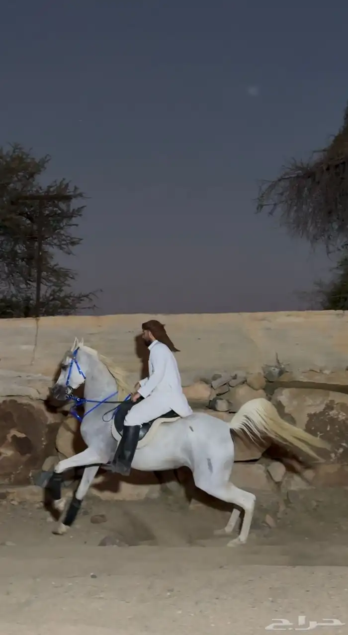 فرس واهو مكس فاخره 3