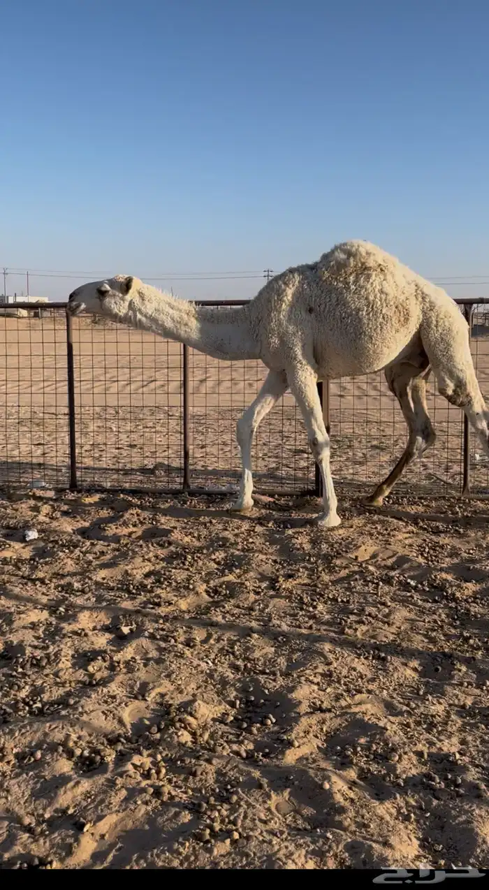 قعود طيب شحم وجبر مفرود تام توه داخل حق الموقع الدوادمي 1
