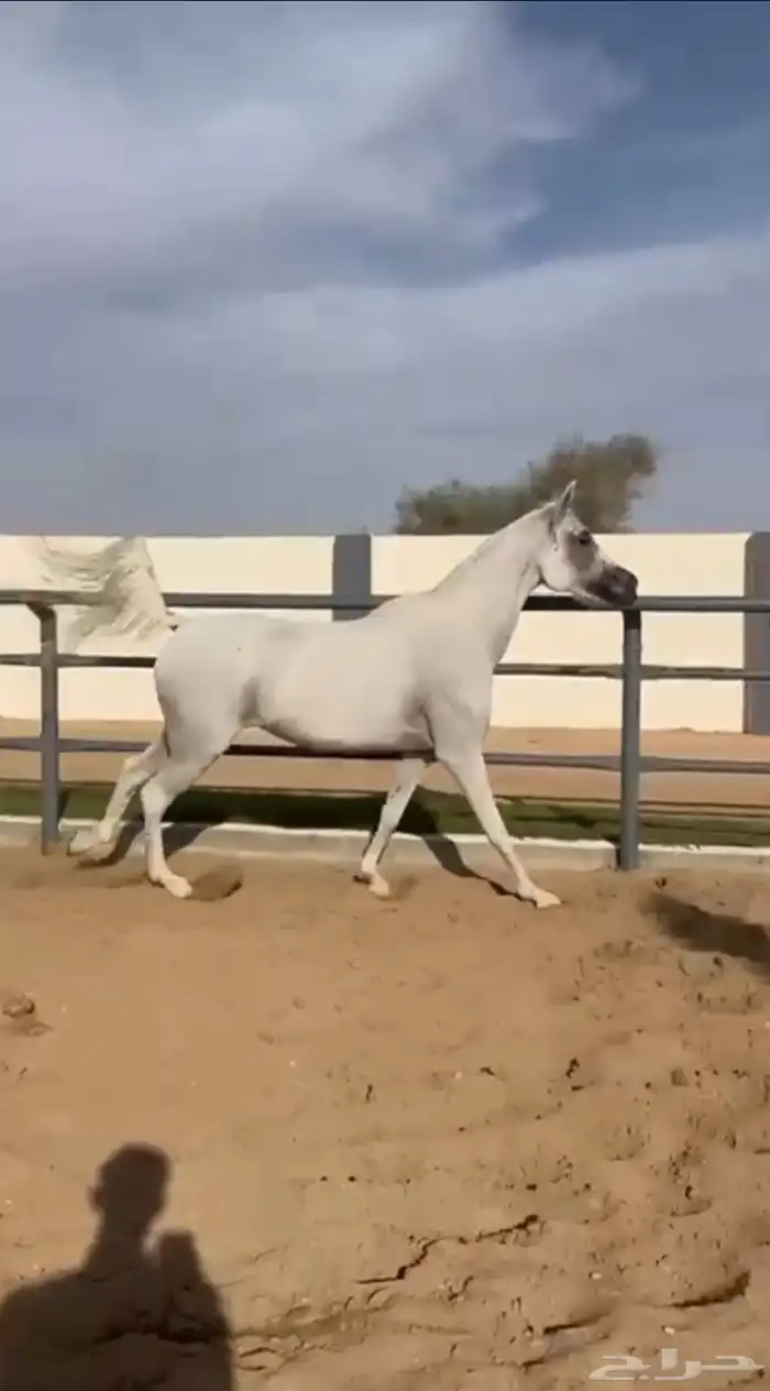 فرس واهو مكس فاخره 0