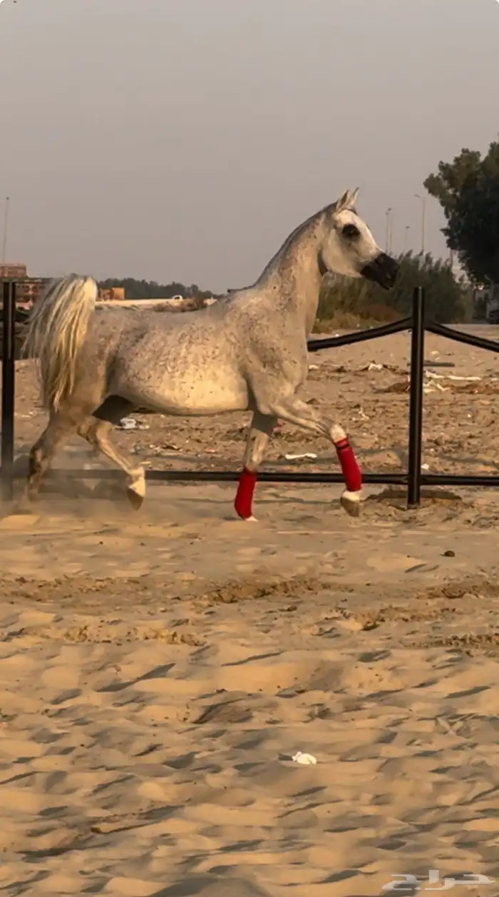 فرس واهو جمال للبيع 0