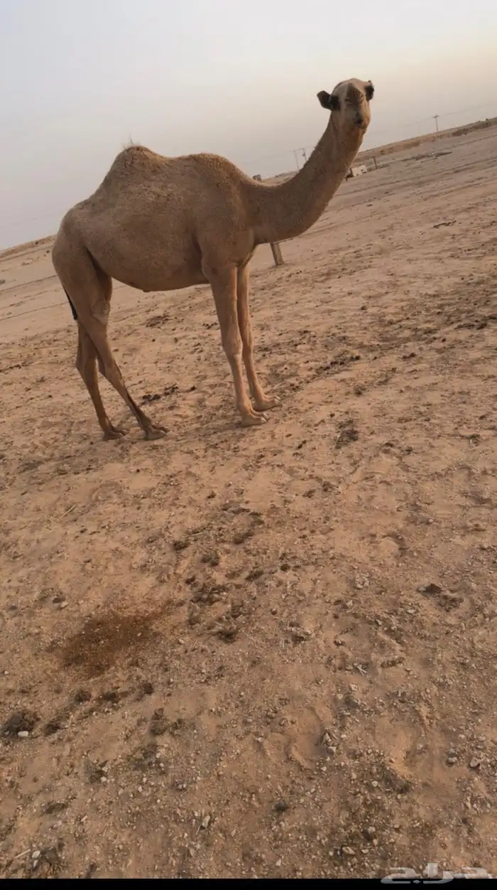 للبيع بكرة كفو حقه 4