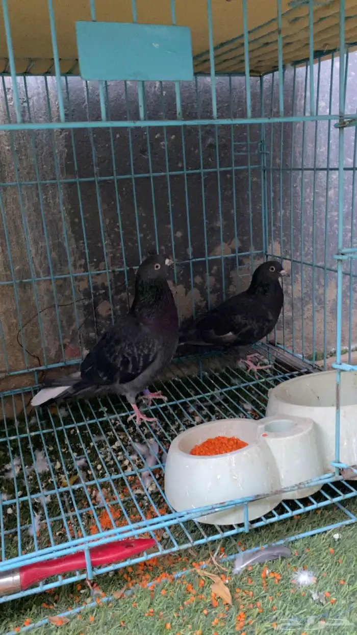 حمام جوز قلاب قطيفي جوز 2