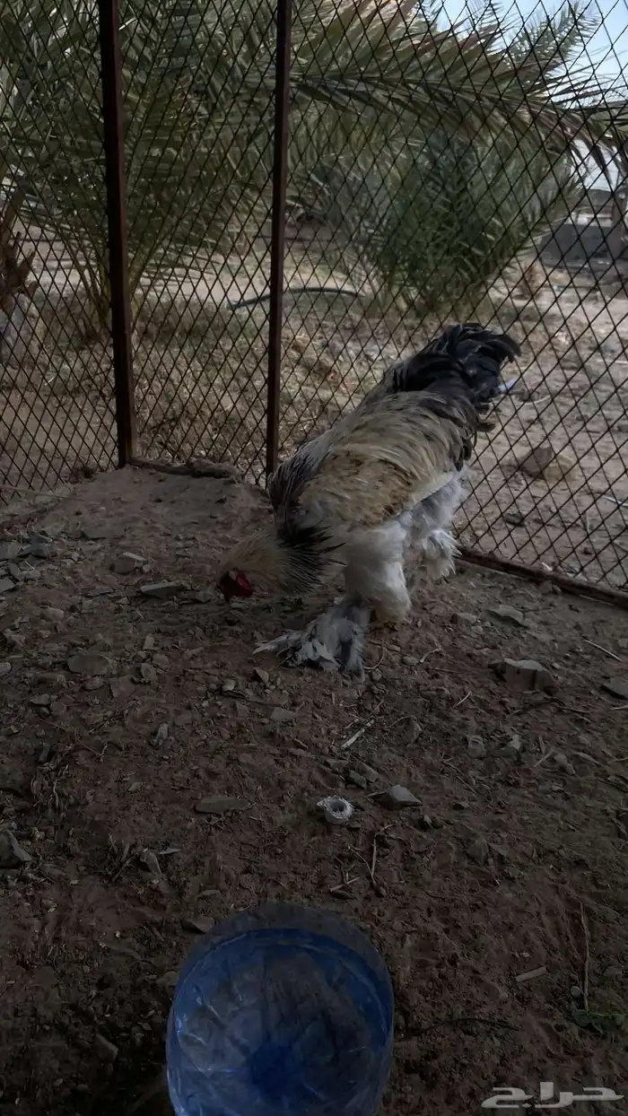 سلام عليكم دجاج برهما على السوم لايجي الاصامل 10