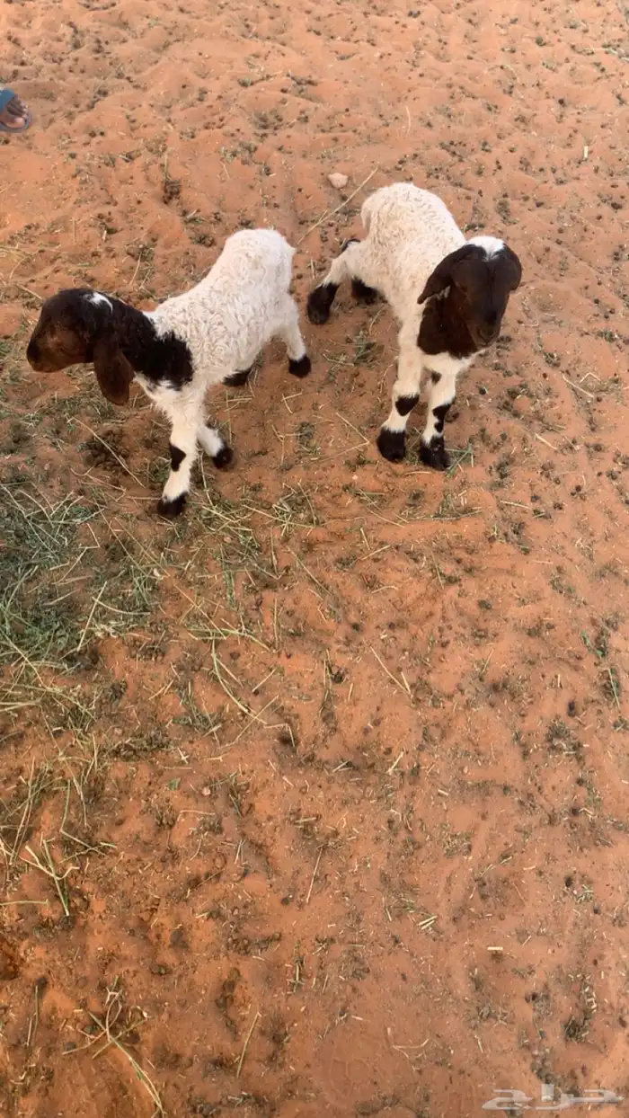 دواغير نعيم 0