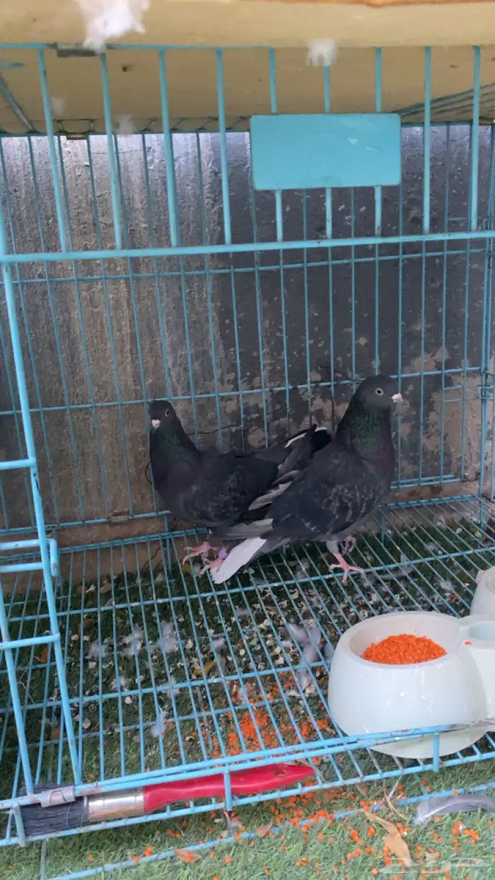 حمام جوز قلاب قطيفي جوز 0