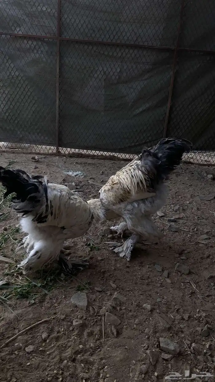 سلام عليكم دجاج برهما على السوم لايجي الاصامل 2