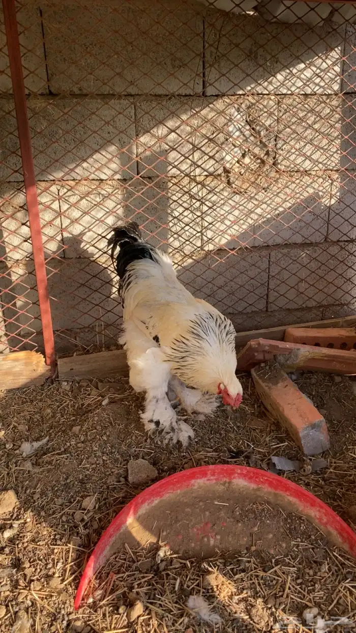 دجاج براهما طقمين 0