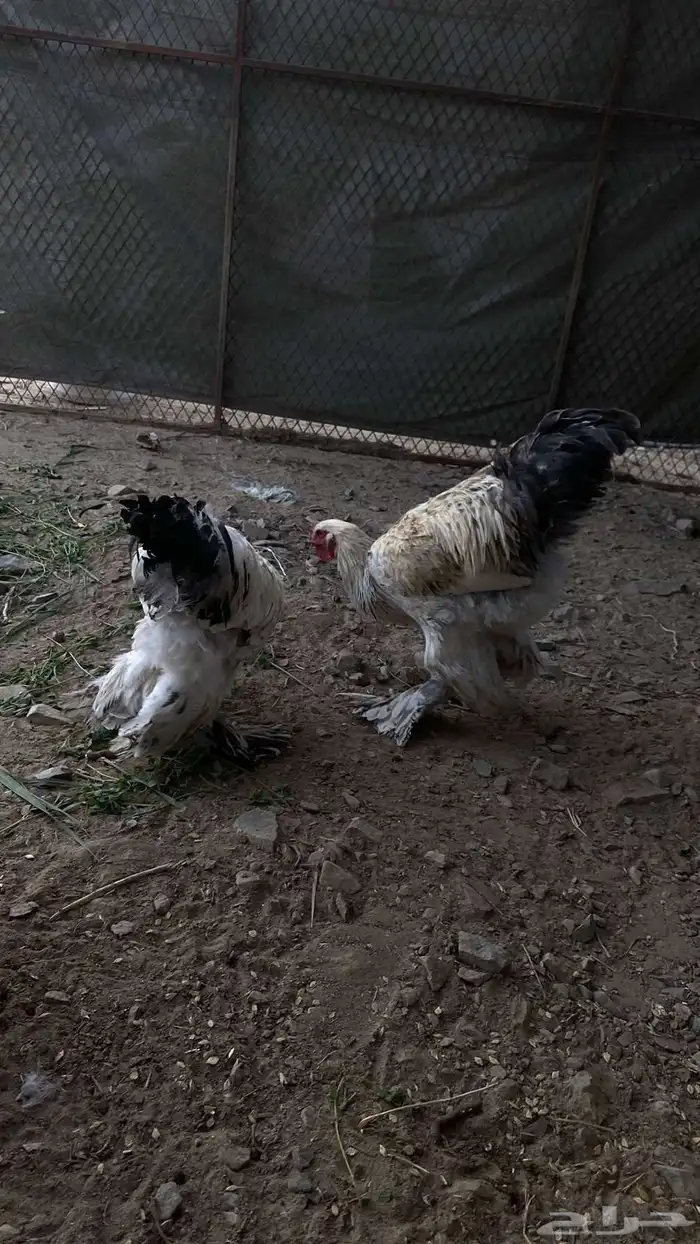 سلام عليكم دجاج برهما على السوم لايجي الاصامل 3