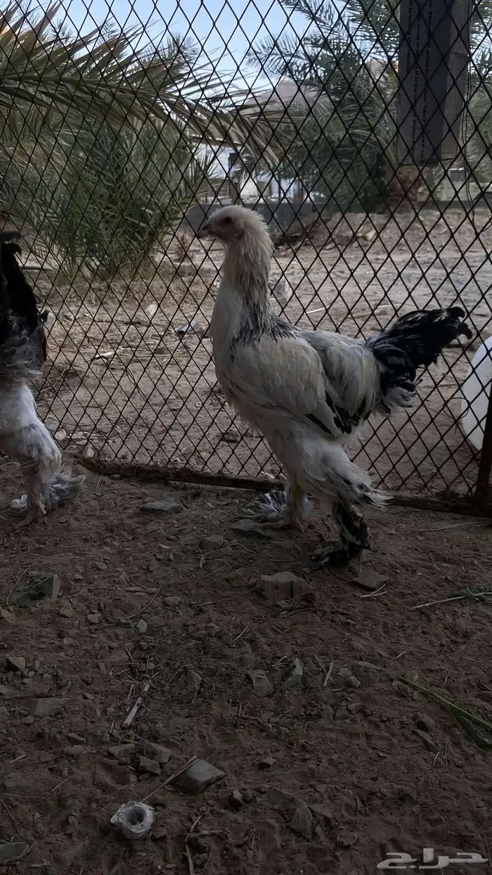 سلام عليكم دجاج برهما على السوم لايجي الاصامل 6