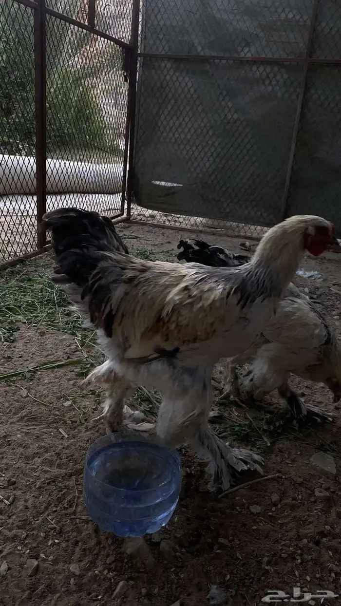 سلام عليكم دجاج برهما على السوم لايجي الاصامل 1