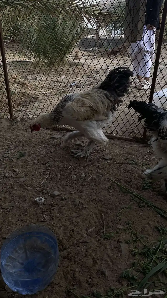 سلام عليكم دجاج برهما على السوم لايجي الاصامل 9