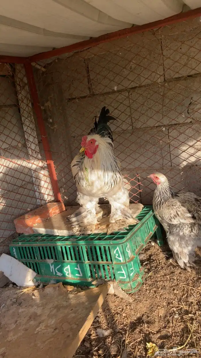 دجاج براهما طقمين 1