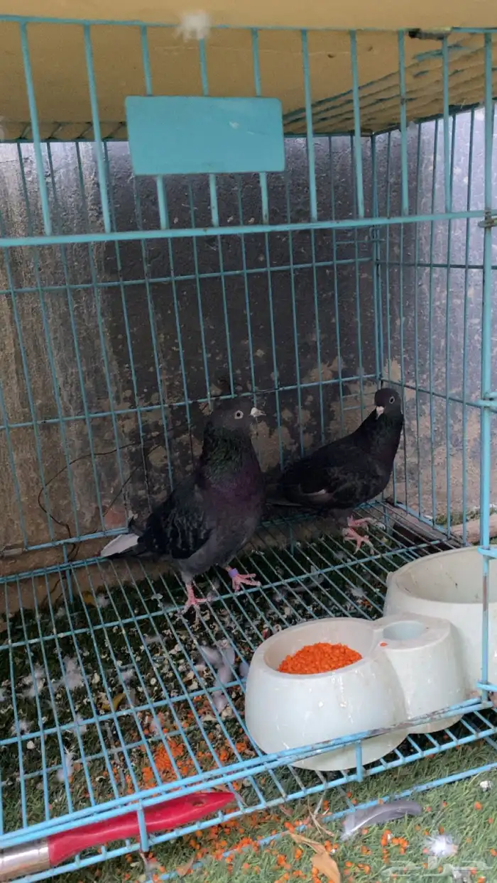 حمام جوز قلاب قطيفي جوز 1