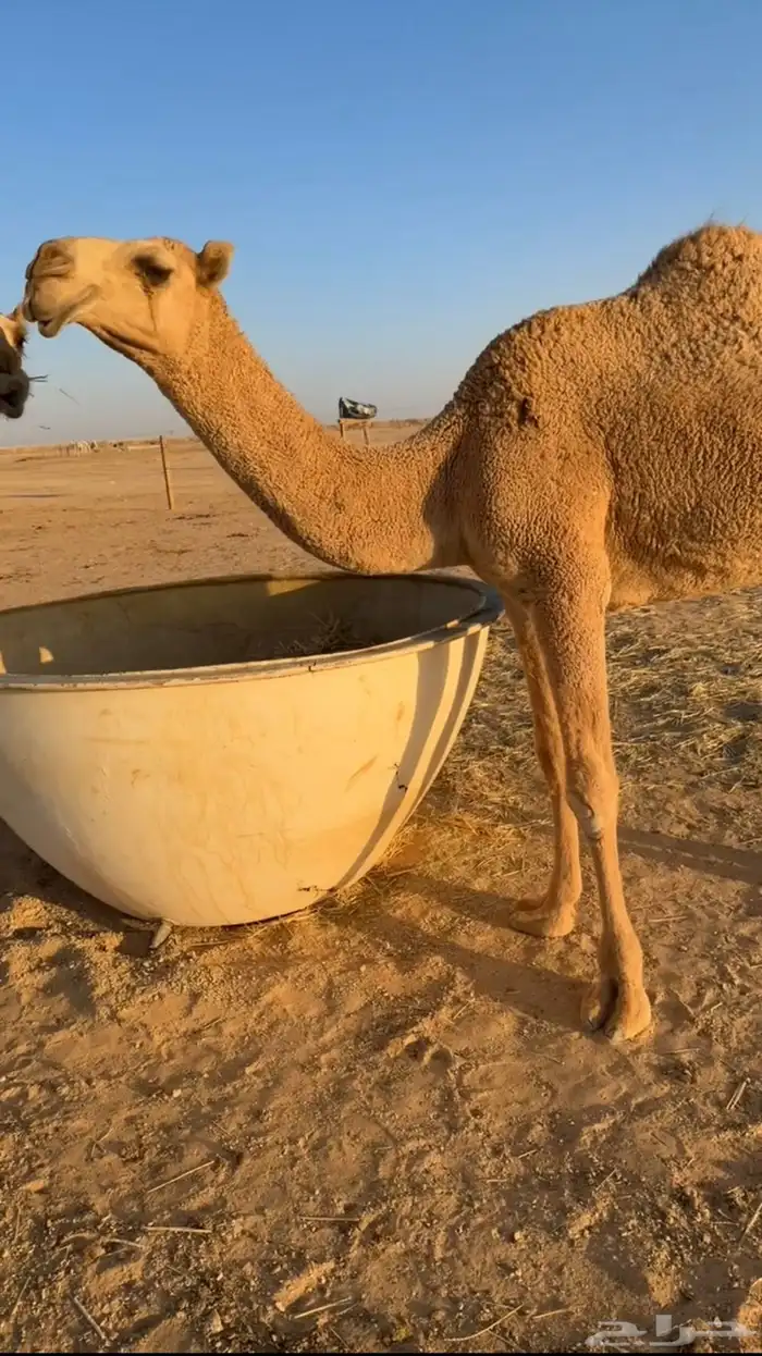 للبيع بكرة كفو حقه 2