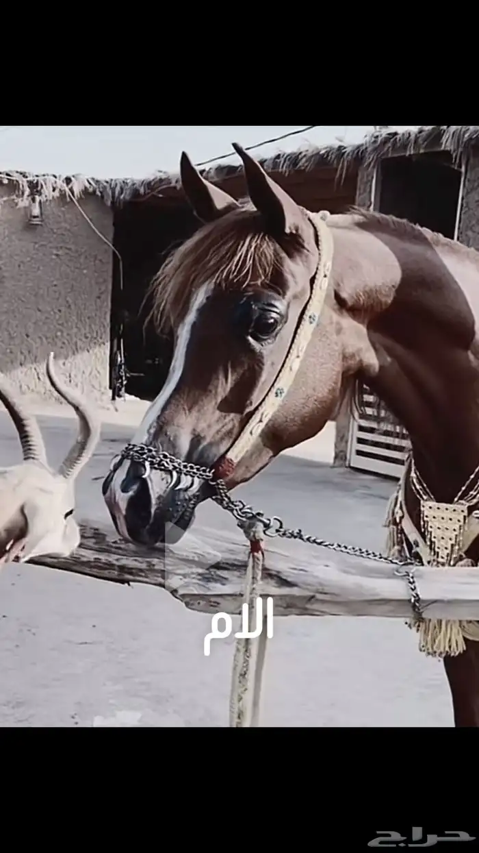 مهر عربي فاخر بمعنى الكلمة 2