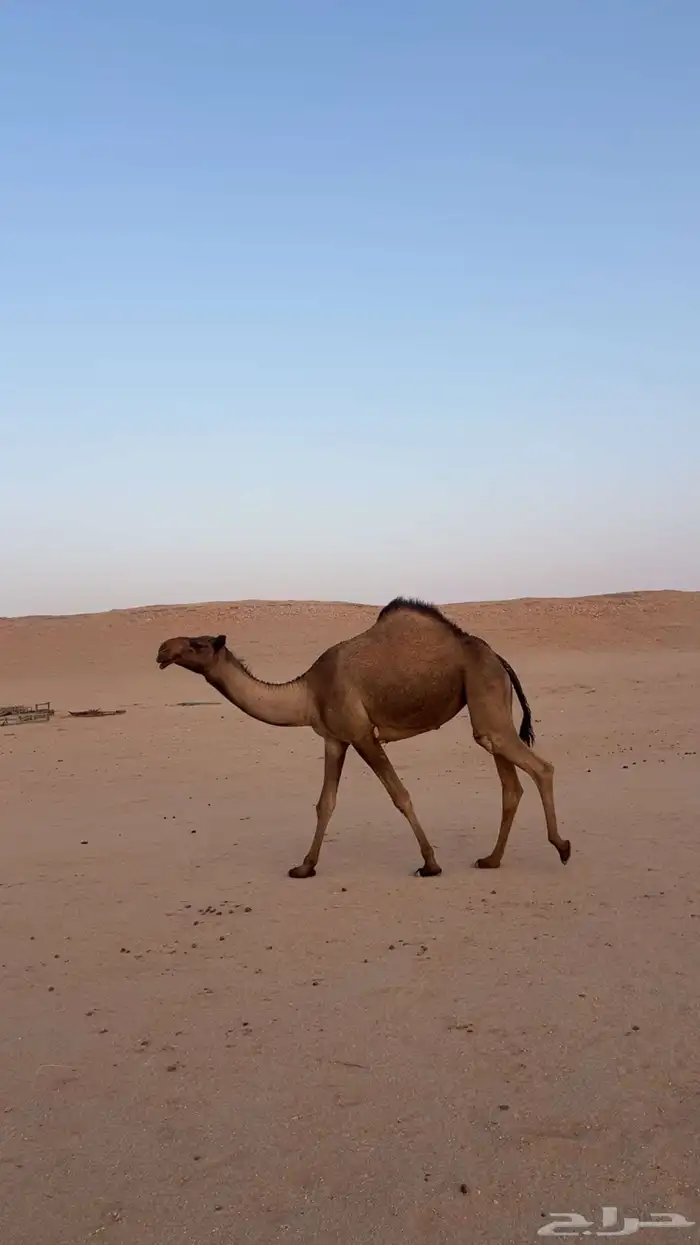 صفرا لقحه طيبه 1