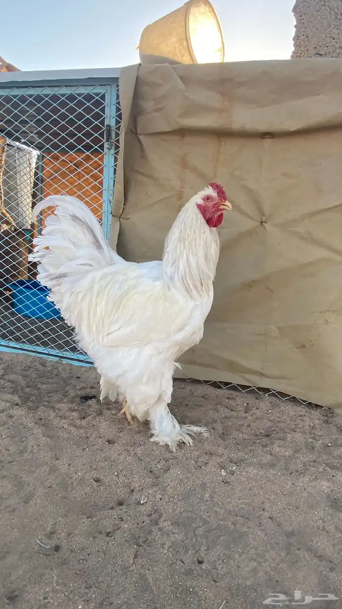 طقم كولومبي 6