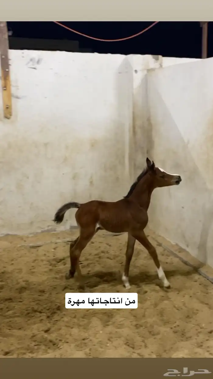 فرس واهو شيخة منتجة وحامل 5