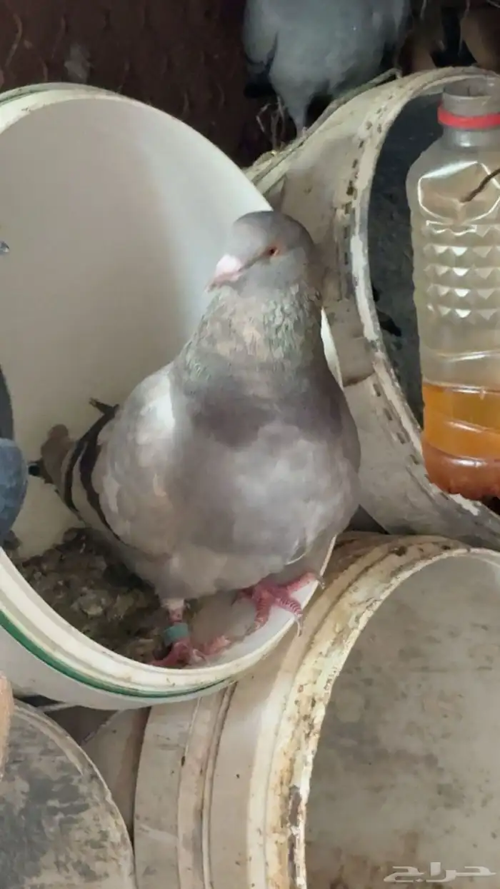 السلام عليكم حمام للبيع 0