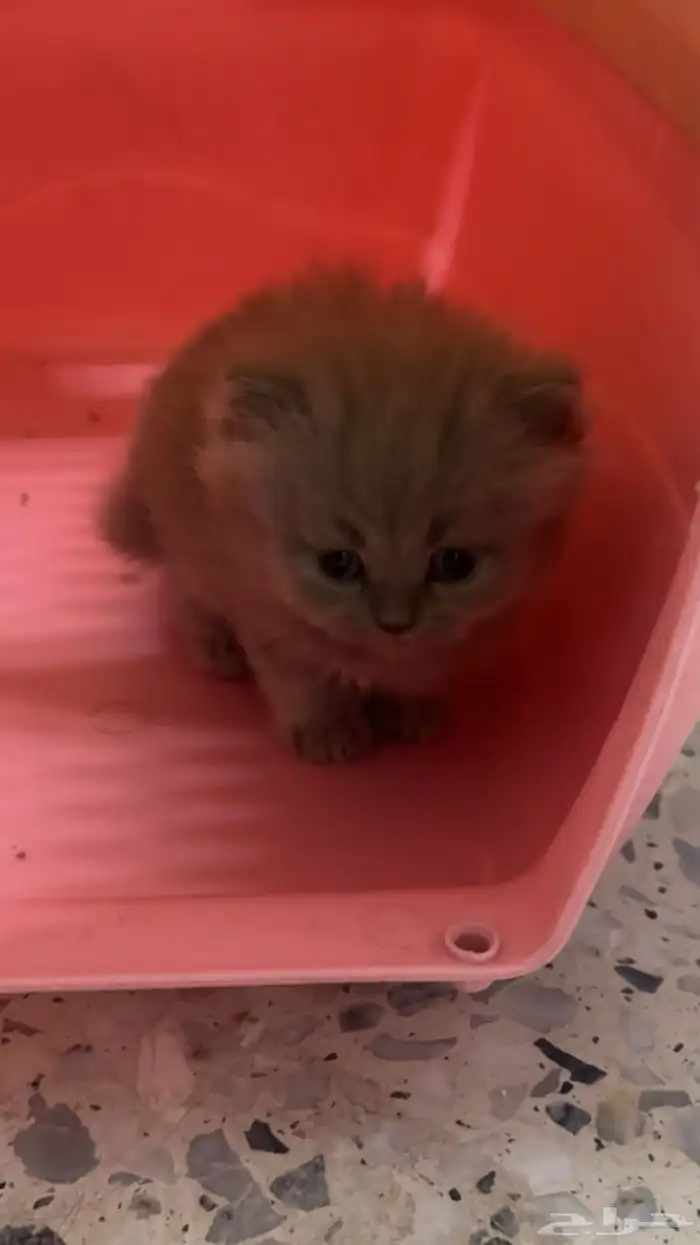 قطط للبيع 3