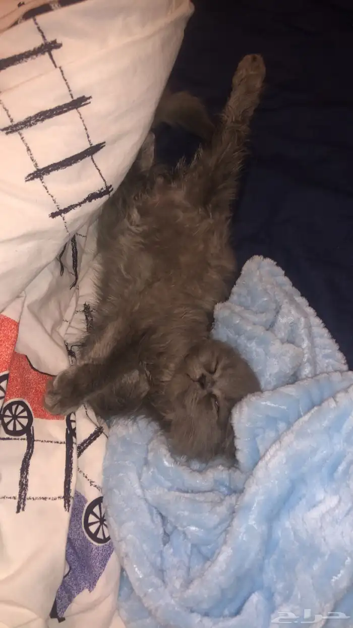 قط شيرازي لعوب 1