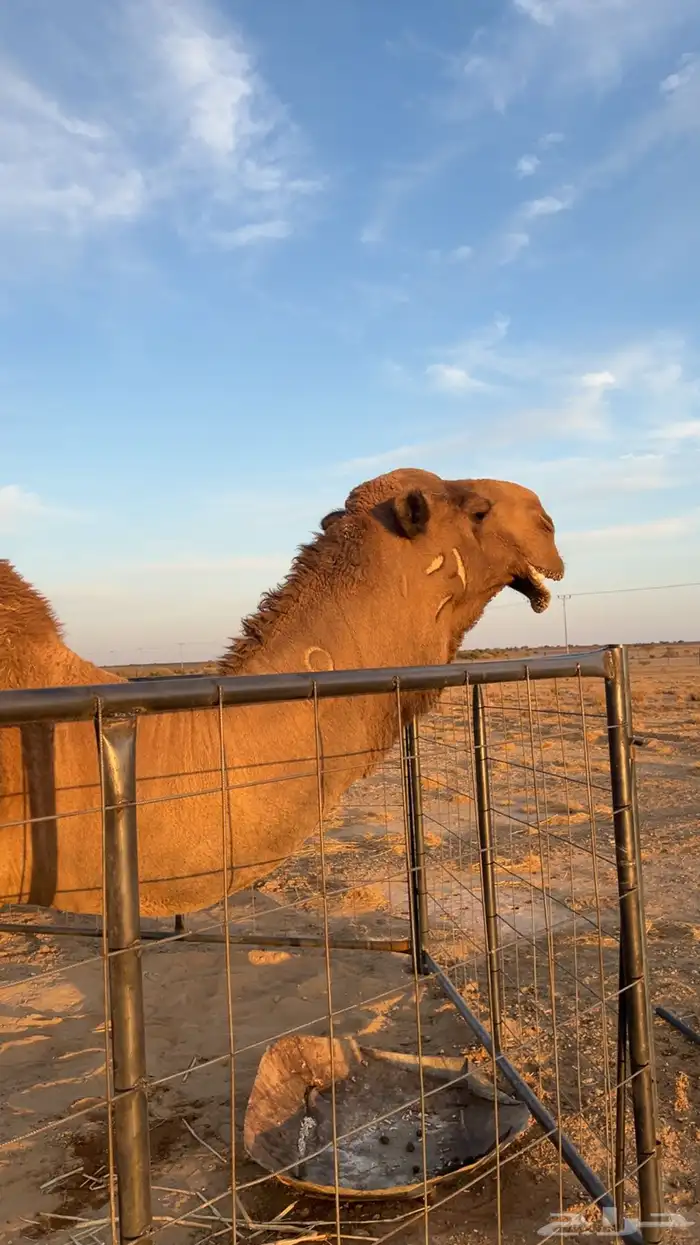 بعير دبياني انتاجه طيب 3