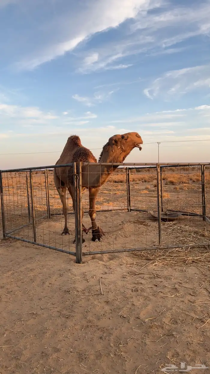 بعير دبياني انتاجه طيب 0