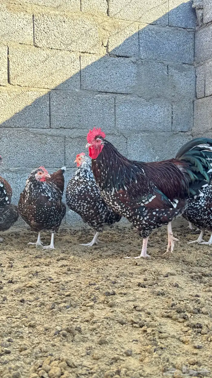 دجاج سوساكس 1