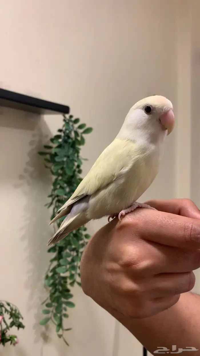 (مباع) روز كريمنو اليف نشبة هدد فاخر (لون مميز ونادر نسبيا ) 0