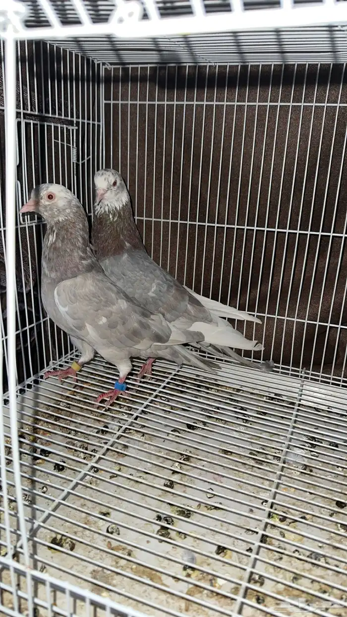 حمام قطيفي 1