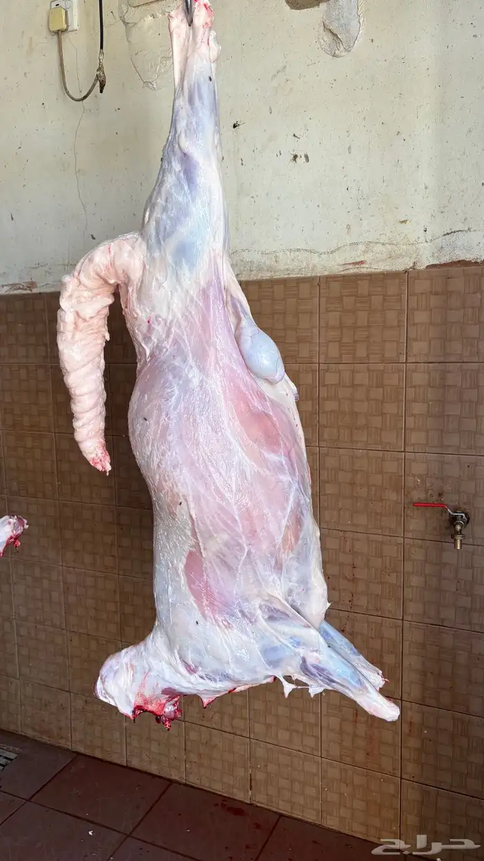 سواكن مرابي فاخرة 2