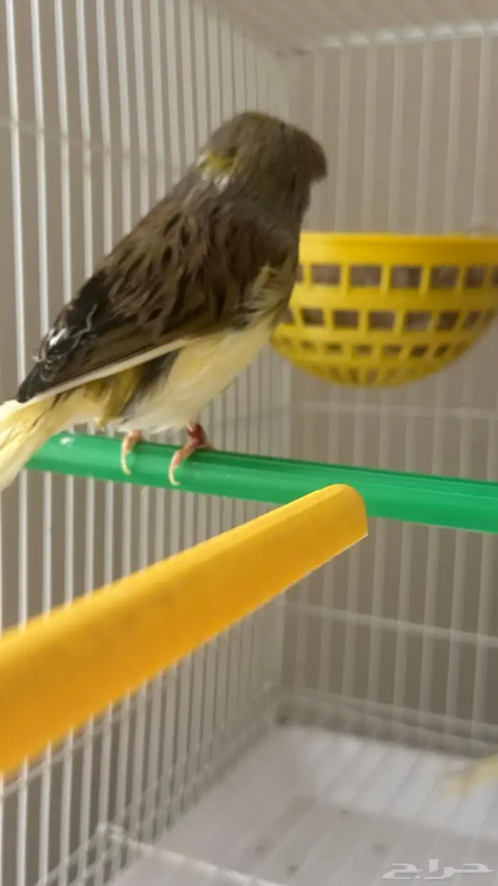 جوز كناري جولستر ذكر تغريد 1