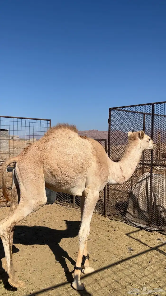 للبيع قعود عليه 3200 1