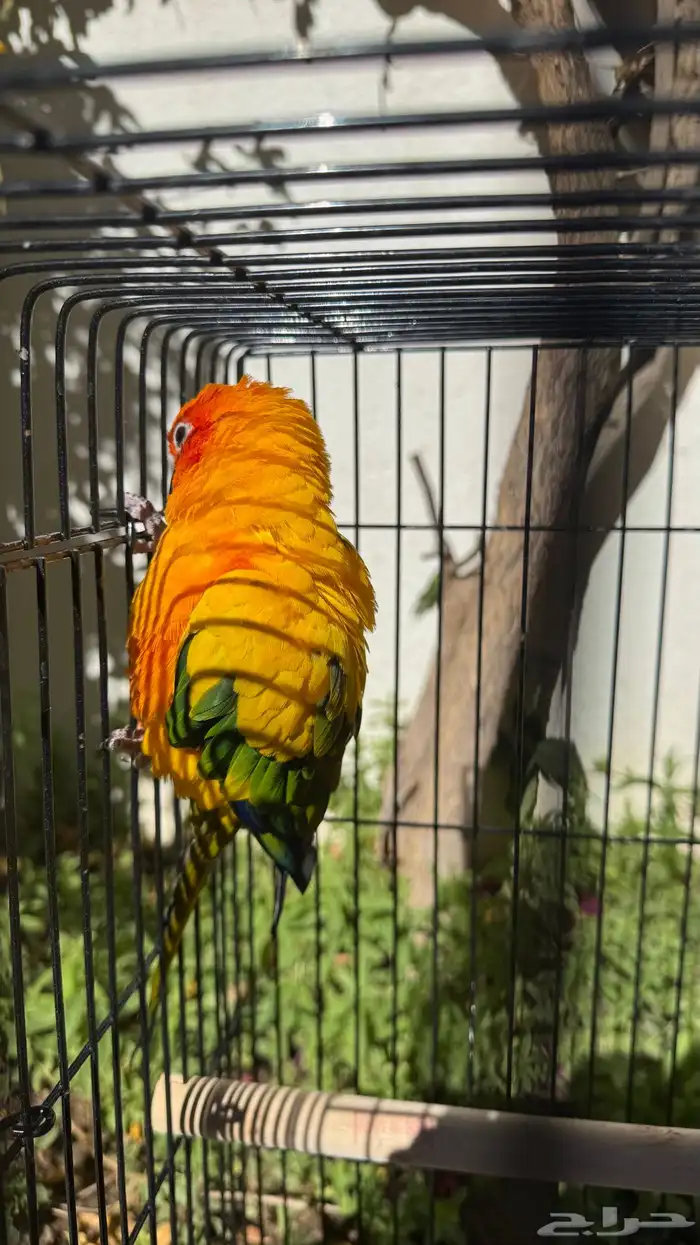 صن كنيور للبيع 1