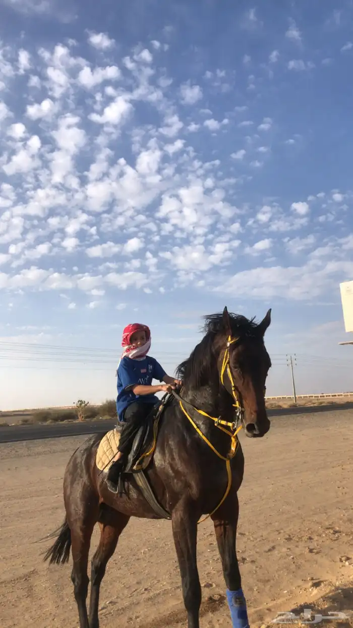 حصان شيخ للبيع 6