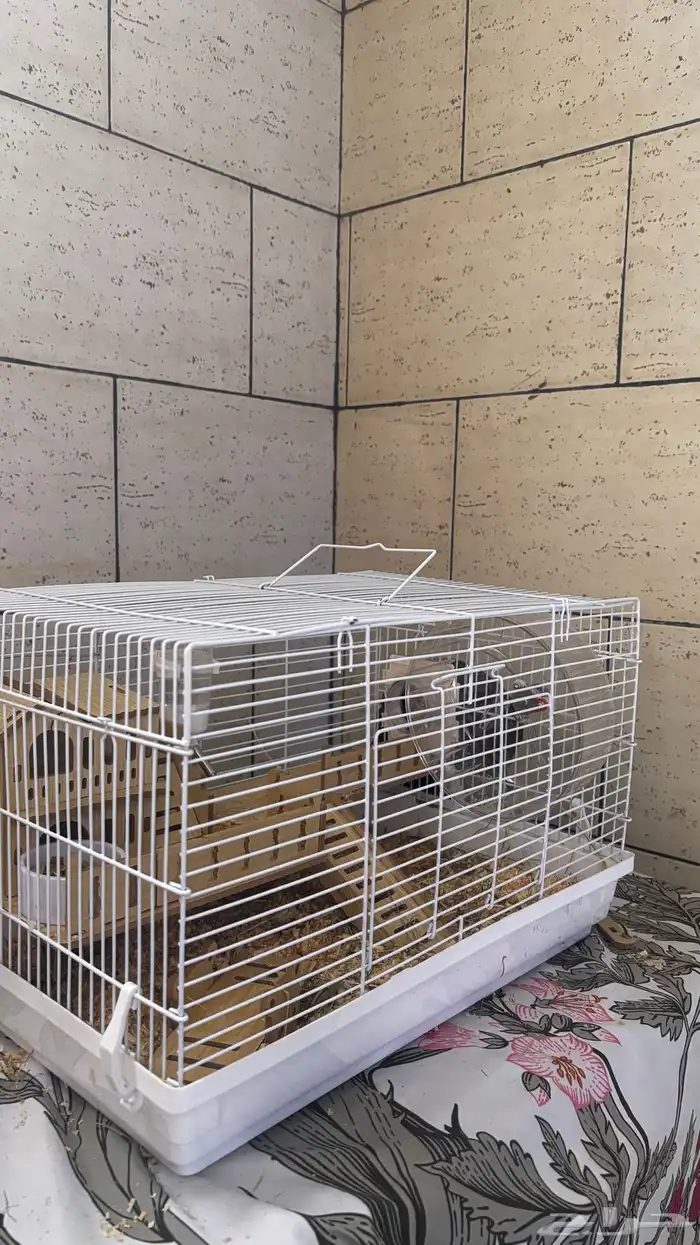 هامستر سوري 5 أنثى وذكر وثلاثه أطفال 0