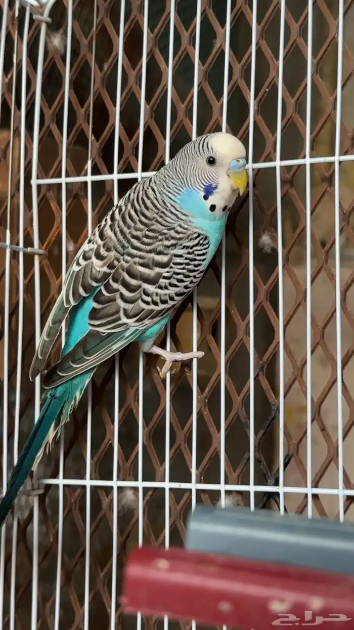 جوز بادجي منتج 0