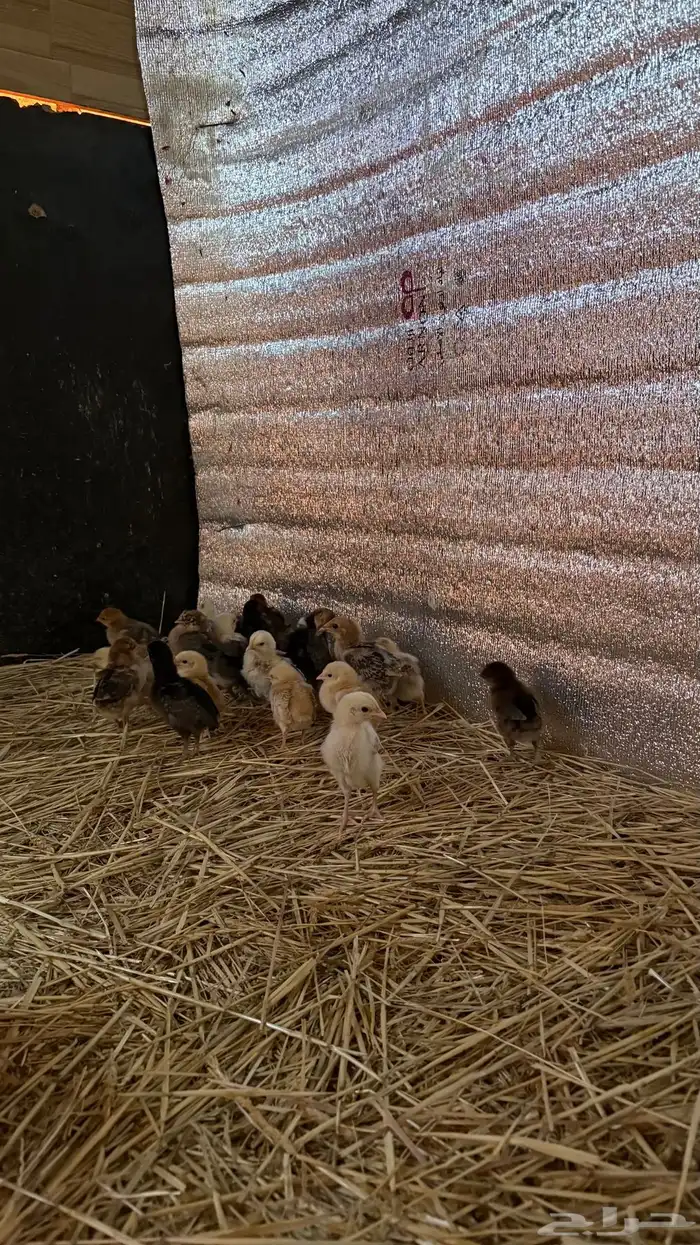 للبيع. صوص دجاج العدد 45 0