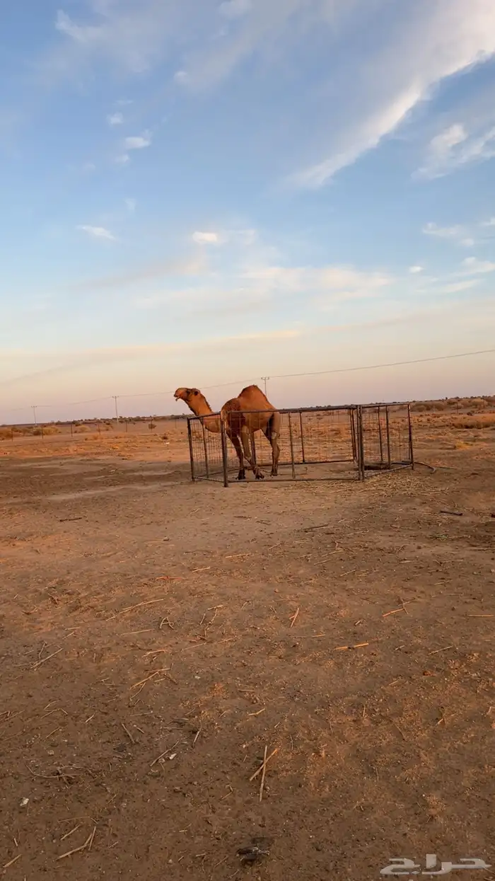 بعير دبياني انتاجه طيب 1