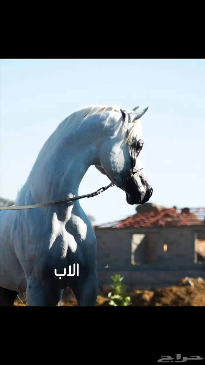 مهر عربي فاخر بمعنى الكلمة 1