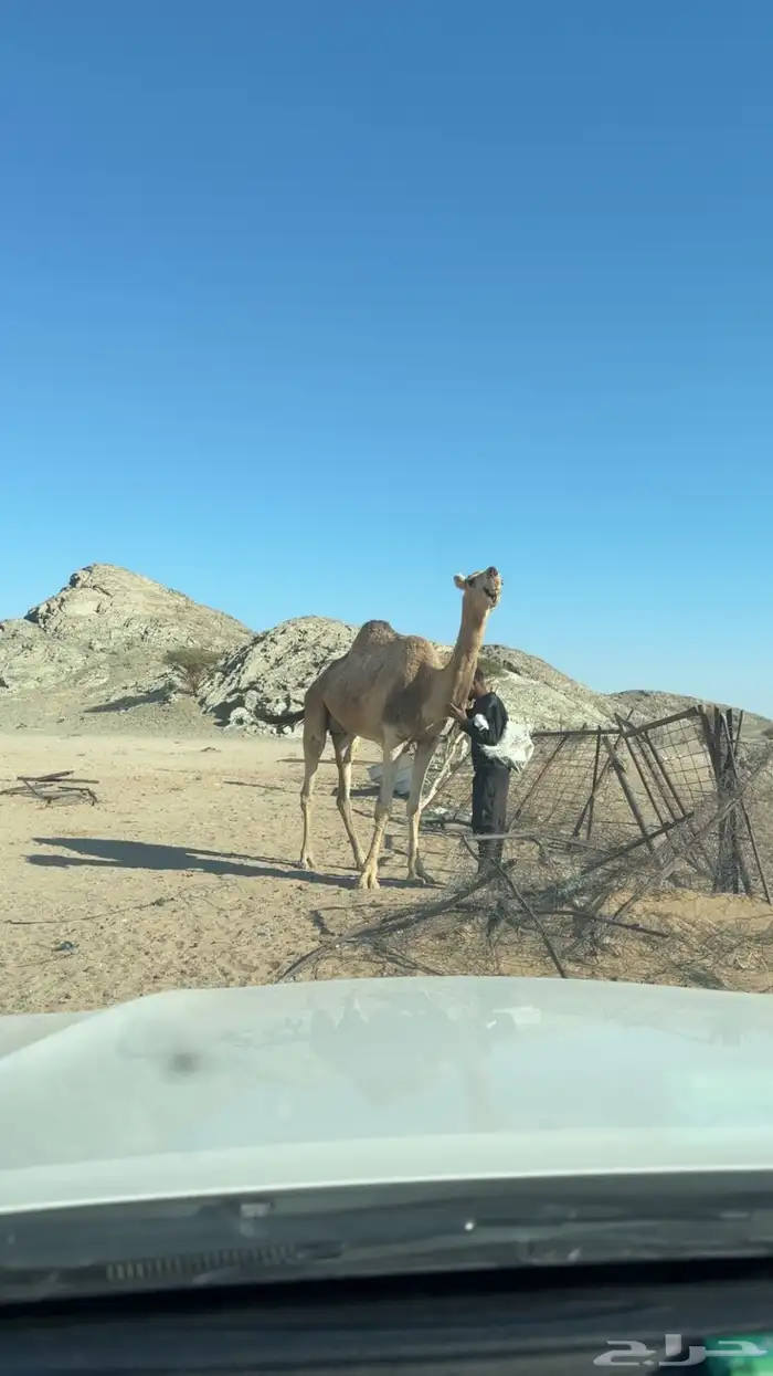 ناقه ضروبه منتج طيبه البيع مستعجل 1