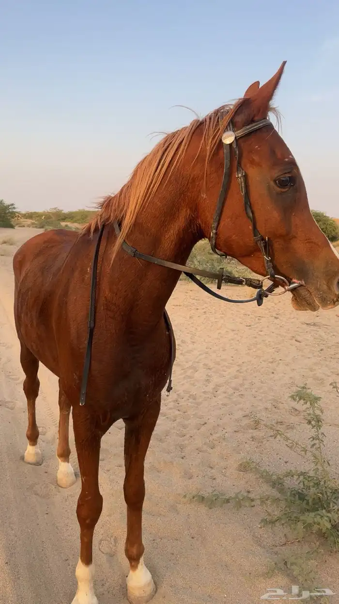 حصان شعبي كفوو 0