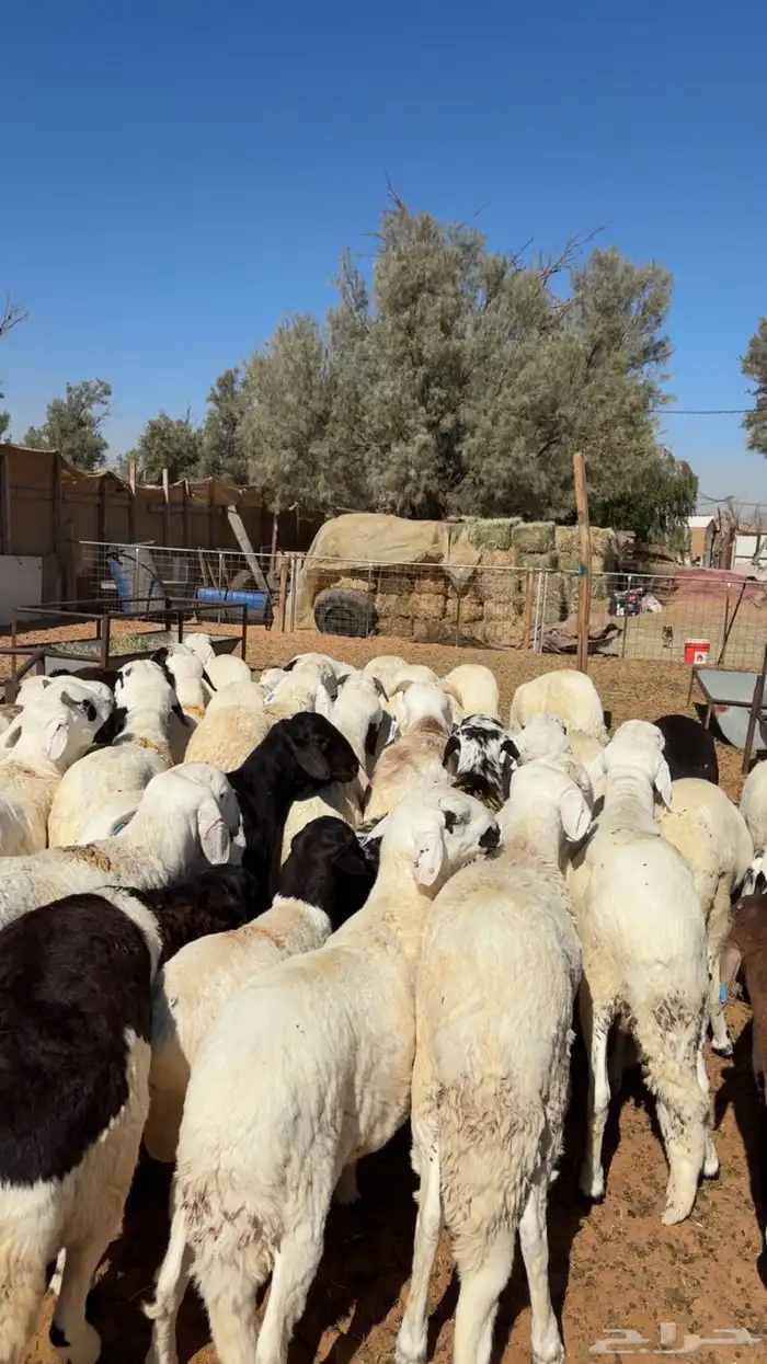 سواكن مرابي فاخرة 3