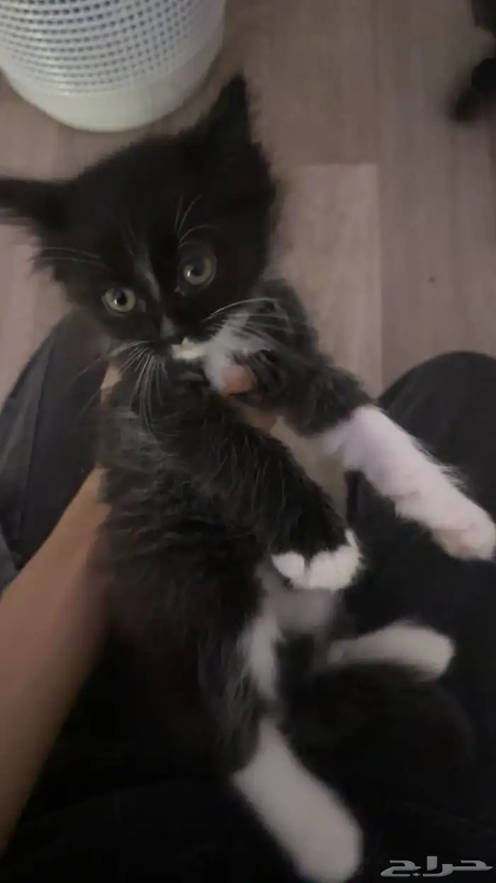 قطط شيرازي 0